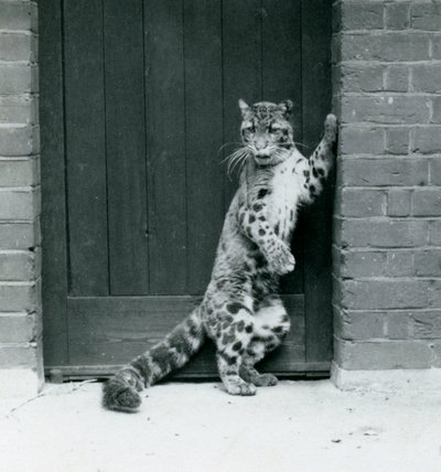 A Clouded Leopard Standing on Its Hind Legs, Reclining in a Doorway, London Zoo, 1922 by Frederick William Bond